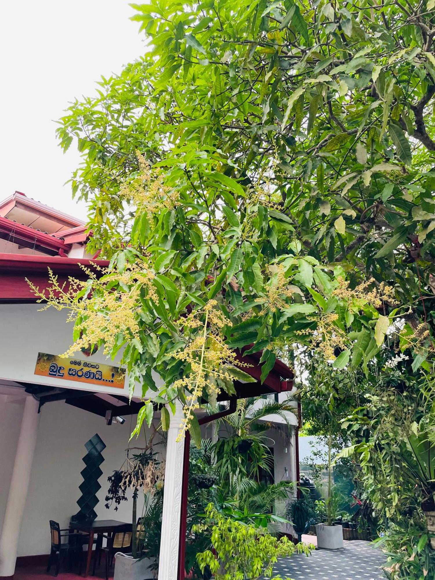 Kanthi Holiday Rest Homestay ミリッサ エクステリア 写真